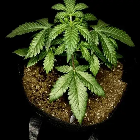 LSO:Purple punch Auto