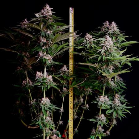 Sour Diesel