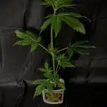 Devil Cream auto