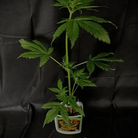 Devil Cream auto