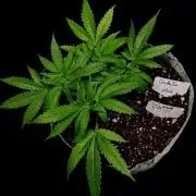 Gelato