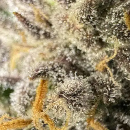 Auto Moon Rock
