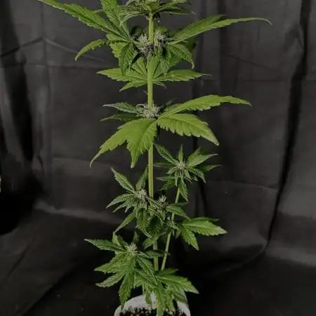 Devil Cream auto
