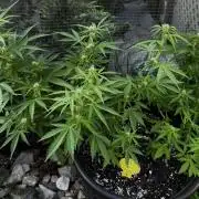 Black Orchid auto