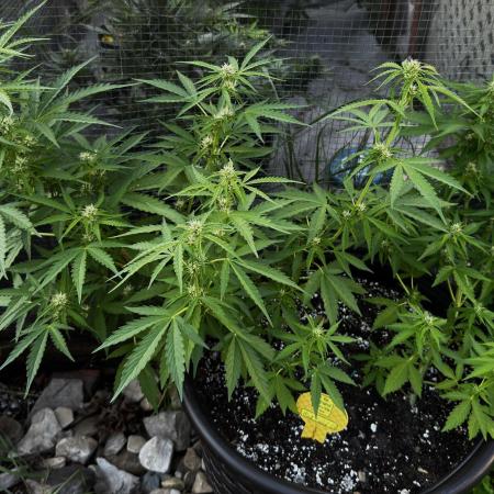 Black Orchid auto