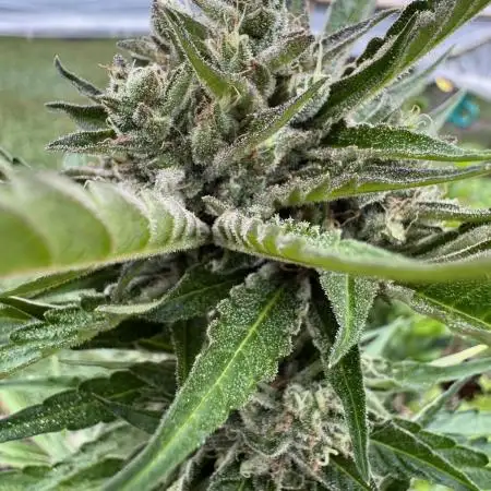 2x Futur #1 Auto