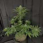 Zkittlez