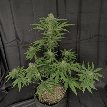 Zkittlez