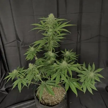 Zkittlez