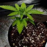 Gelato