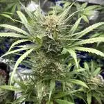 Moon Rock auto #2