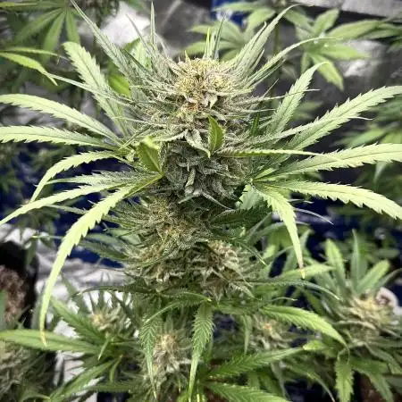 Moon Rock auto #2