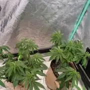 Sour Diesel