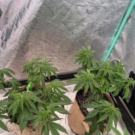 Sour Diesel