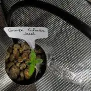 Grape Glacier DwC