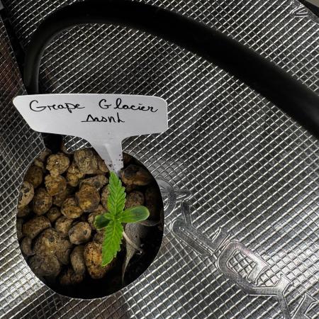 Grape Glacier DwC