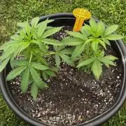 Black Orchid auto