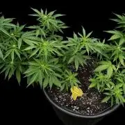 Black Orchid auto