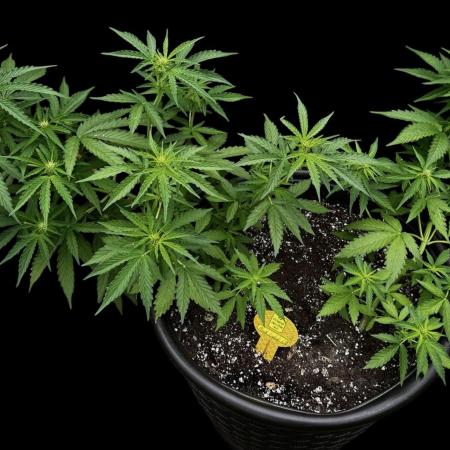 Black Orchid auto