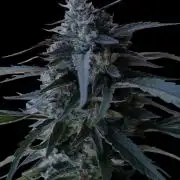 Candy Cream Go Fast