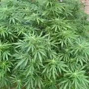 White Widow