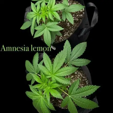 Gg#4&Amnesia lemon