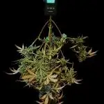 Ak-47 XL auto