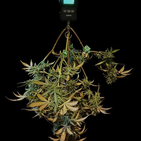 Ak-47 XL auto