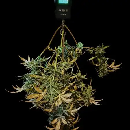 Ak-47 XL auto