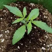 Izi Diesel Génétics Auto