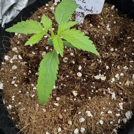 Auto Opiom #2