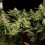 Sour Diesel