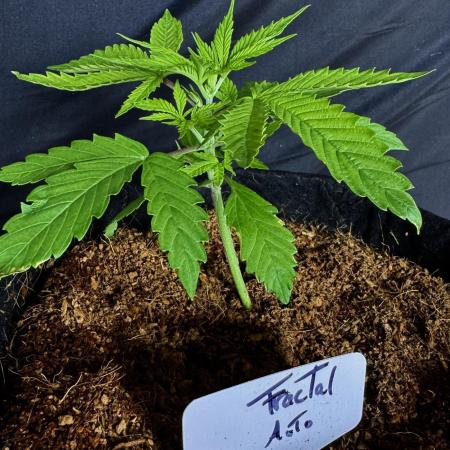 Fractal Auto
