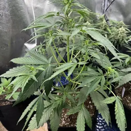 Ak-47 auto