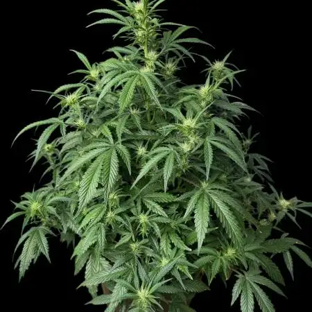 Cookies Apple Og F1 auto