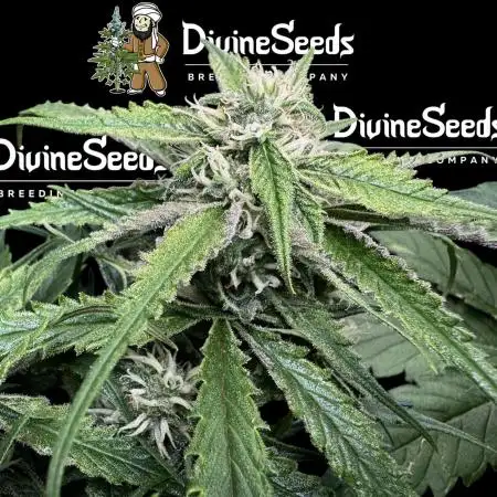 Auto Moon Rock