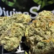 Divine Rapier Auto #3