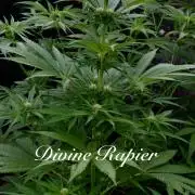 3 Strains 4 plants