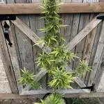 Auto Ak-47 XL