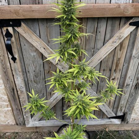 Auto Ak-47 XL