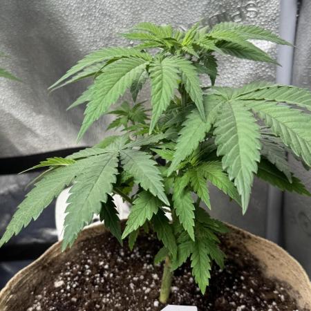 Pure skunk Go Fast