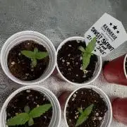 Sunset Sherbet Go Fast