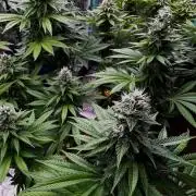 Sour Diesel