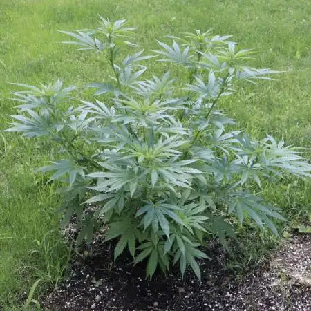 White Widow