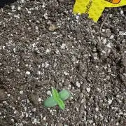 Black Dog Auto