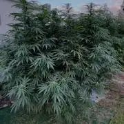 Candy Cream Go Fast