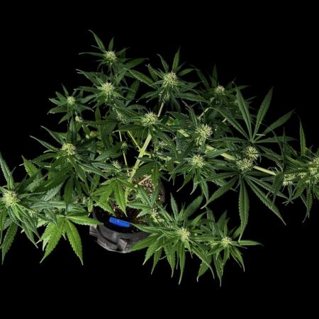 Ghost train Haze