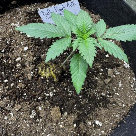 LSO:Purple punch Auto