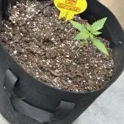 Black Dog Auto