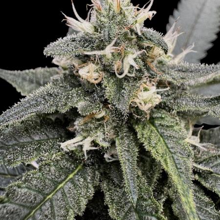 SuperBoof/clone/LSO